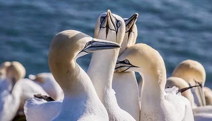 足坛罕见！梅西或将在迈阿密退役 职业生涯总转会费仍为0