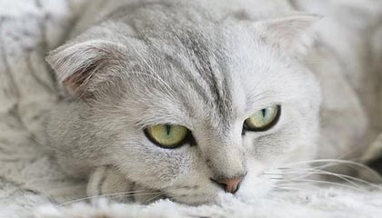 柳林县公安局：向群众集中返还被骗资金300余万元